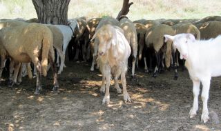 Новият собственик на ЦСКА отглеждал над 2000 овце от израелска порода