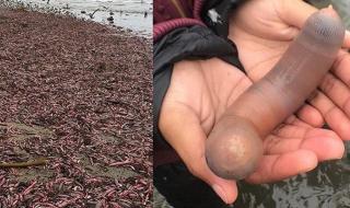 Червеи като пениси заляха крайбрежието на Калифорния (ВИДЕО)