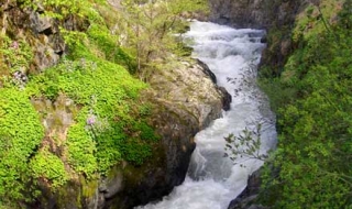 Няма мъртва риба в река Чепеларска