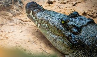 Жена намери 3-метров хищник в кухнята си (СНИМКИ)