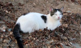 Над 200 убити котки в бургаски квартал