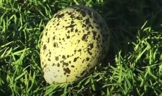 Невероятно! Птица снесе яйце на терена по време на мач (ВИДЕО)