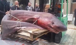 Гръцки рибари уловиха 300-килограмова акула