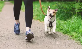 ДНК тест за кучета - за да няма изпражнения по улиците