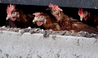 Откриха огнище на птичи грип във ферма в Плевенско