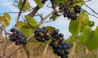 БСП: Министерство на земеделието унищожава лозаро-винарския бранш