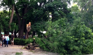 Паднало дърво рани трима във Варна