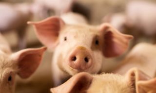 Трансплантация на свински бъбрек на човек в САЩ