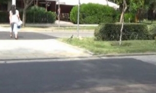Джигити летят през повдигнати пешеходни пътеки