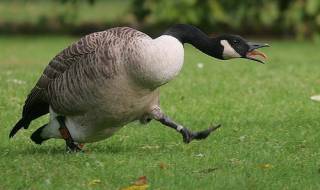 Агресивна гъска нападна полицай (ВИДЕО)