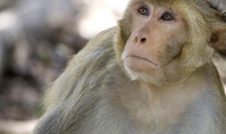 Маймуна подкара автобус в Индия