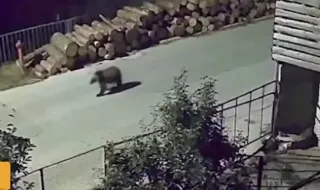 A bear comes down every night in a Rhodope village