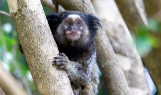 Откриха нов вид маймуна в Амазония (СНИМКИ)