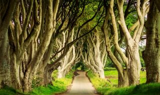 Изсичат дървета в Северна Ирландия, станали туристически обект заради "Игра на тронове"