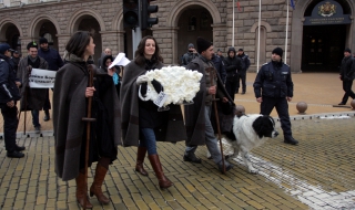 Разходиха овцата Бойка пред Министерски съвет