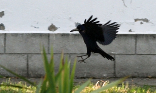 Расте популацията на гаргите в Търговище