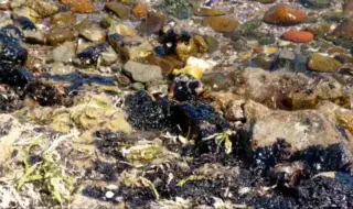 РЗИ-Бургас за мазута по плажовете: Пробите от морето не показват замърсяване на водата