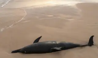 Екологична катастрофа: Мъртви делфини стоят от няколко дни на плажа в Кранево, а властта ....