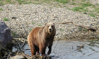 Полицаи спасиха семейство от нахлула в дома му мечка