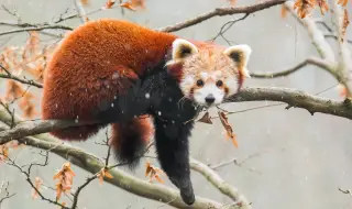 Червена панда избяга от клетката си в зоопарка с помощта на бамбук