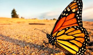 Пеперудите монарх вече са застрашен вид