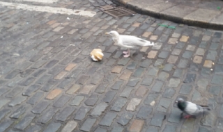 Нагла чайка отмъкна стоката на наркодилър