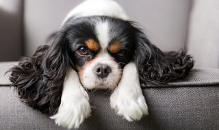 В Норвегия забраниха развъждането на кучета от порода Кавалер Кинг Чарлз шпаньол 