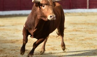 Разярен бик нахлу в банка в Израел (ВИДЕО)