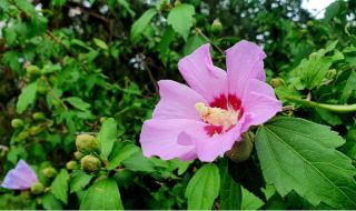 Слънчева сряда