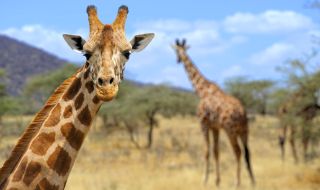 За пръв път се роди жираф без петна (СНИМКА)