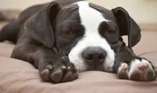 Топ 5 на най-мързеливите кучета според породата