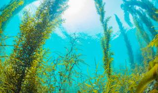 Когато пишкате в морето, водораслите растат по-бързо