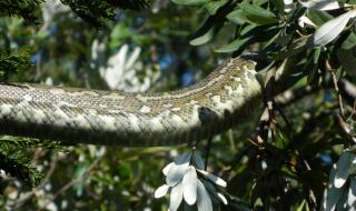 Почти никой не успява да открие огромната змия на тази СНИМКА. Вие можете ли?