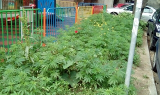 Детска площадка обрасна с канабис (Снимки)