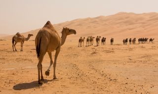 100 камили спасиха мъж от смъртна присъда