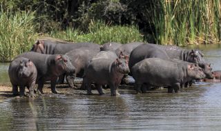 Започнаха да кастрират хипопотамите на Пабло Ескобар