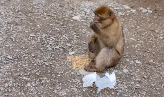 Маймуна с памперс обикаля "Люлин"