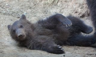 Направиха дисекция на почти идеално запазена сибирска мечка на 3500 години