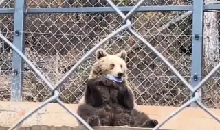 Мъж остана без телефон, след като опита да снима мечка в зоопарк отблизо