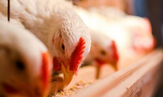 Установиха огнище на птичи грип в Южна Африка