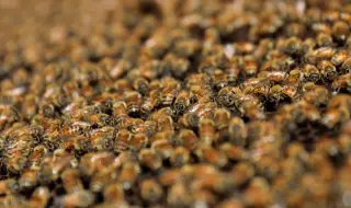 Swarm of bees kills woman and her three children 