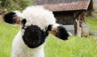 Най-сладката овца на света отива на панаир