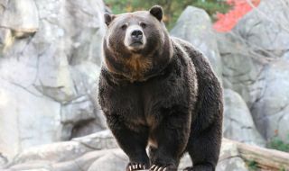 Голяма мечка се разходи из богаташки квартал във Флорида (ВИДЕО)