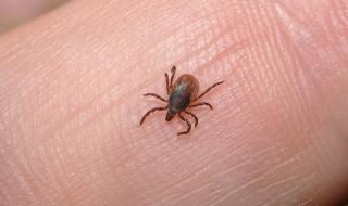 Разбиха най-големите митове за кърлежите