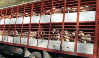 Катар иска 100 000 агнета годишно от България