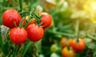 Турция махна забраната за износ на домати