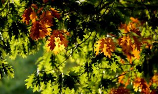 Остава слънчево