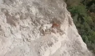 A semi-wild goat was rescued after being stuck in a rock crevice for 25 days without water for