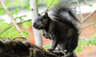 Супер катерицата с плочки на корема (СНИМКИ)