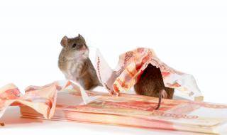 Мишки пируваха с пари от банкомат (СНИМКИ)